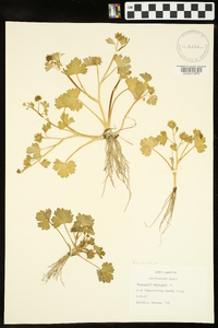 Ranunculus muricatus image