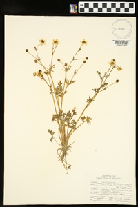 Ranunculus hispidus var. hispidus image