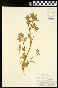 Ranunculus hispidus var. hispidus image