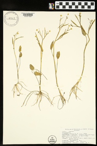 Ranunculus laxicaulis image