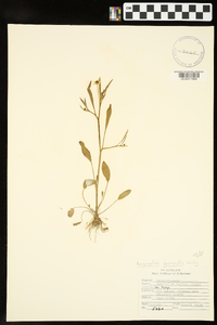 Ranunculus laxicaulis image