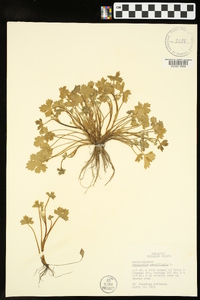 Ranunculus parviflorus image