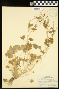 Ranunculus parviflorus image