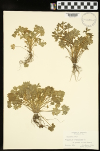 Ranunculus parviflorus image