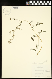 Thalictrum amphibolum image