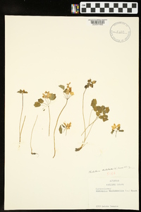 Thalictrum thalictroides image