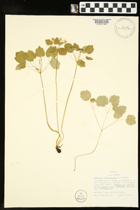 Thalictrum thalictroides image