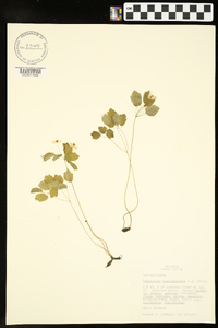 Thalictrum thalictroides image