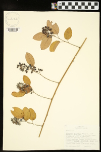 Berchemia scandens image