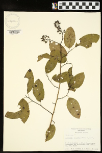 Berchemia scandens image