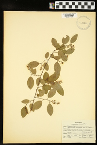 Berchemia scandens image