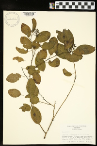 Berchemia scandens image