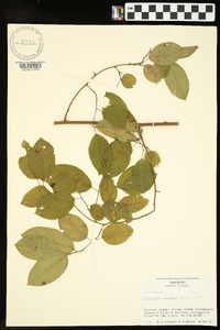 Berchemia scandens image