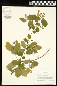 Berchemia scandens image