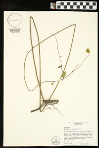 Berchemia scandens image