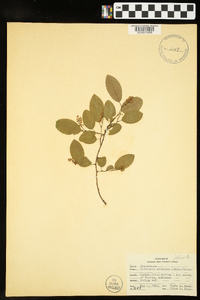 Berchemia scandens image