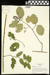 Berchemia scandens image