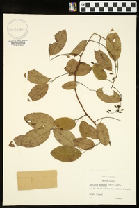 Berchemia scandens image