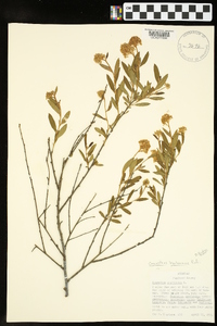 Ceanothus herbaceus image