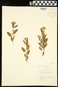 Ceanothus herbaceus image