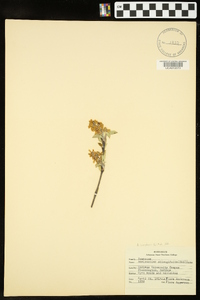 Amelanchier canadensis image