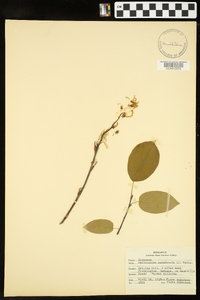 Amelanchier canadensis image