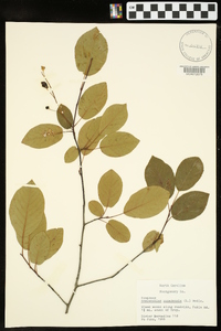 Amelanchier canadensis image