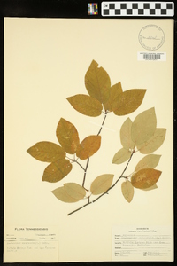 Amelanchier canadensis image