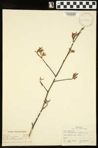 Amelanchier canadensis image