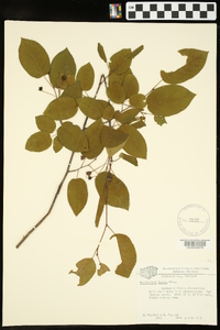 Amelanchier laevis image