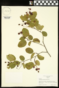 Amelanchier sanguinea image