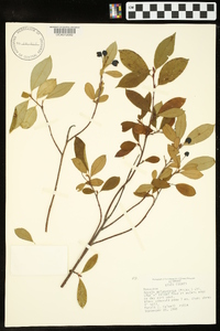 Aronia melanocarpa image