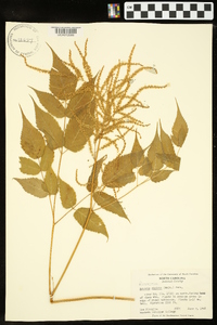 Aruncus dioicus image