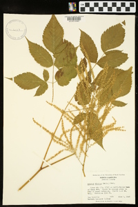 Aruncus dioicus image