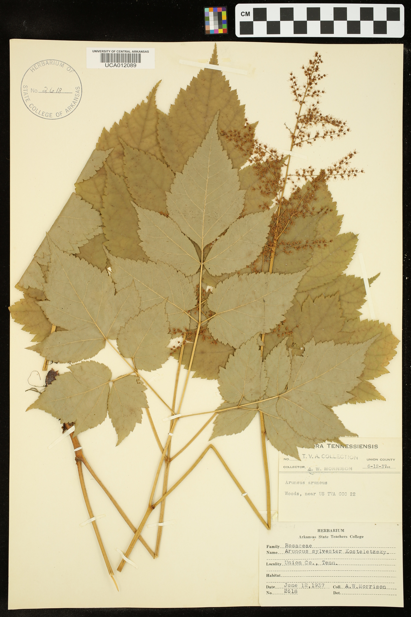 Aruncus sylvester image