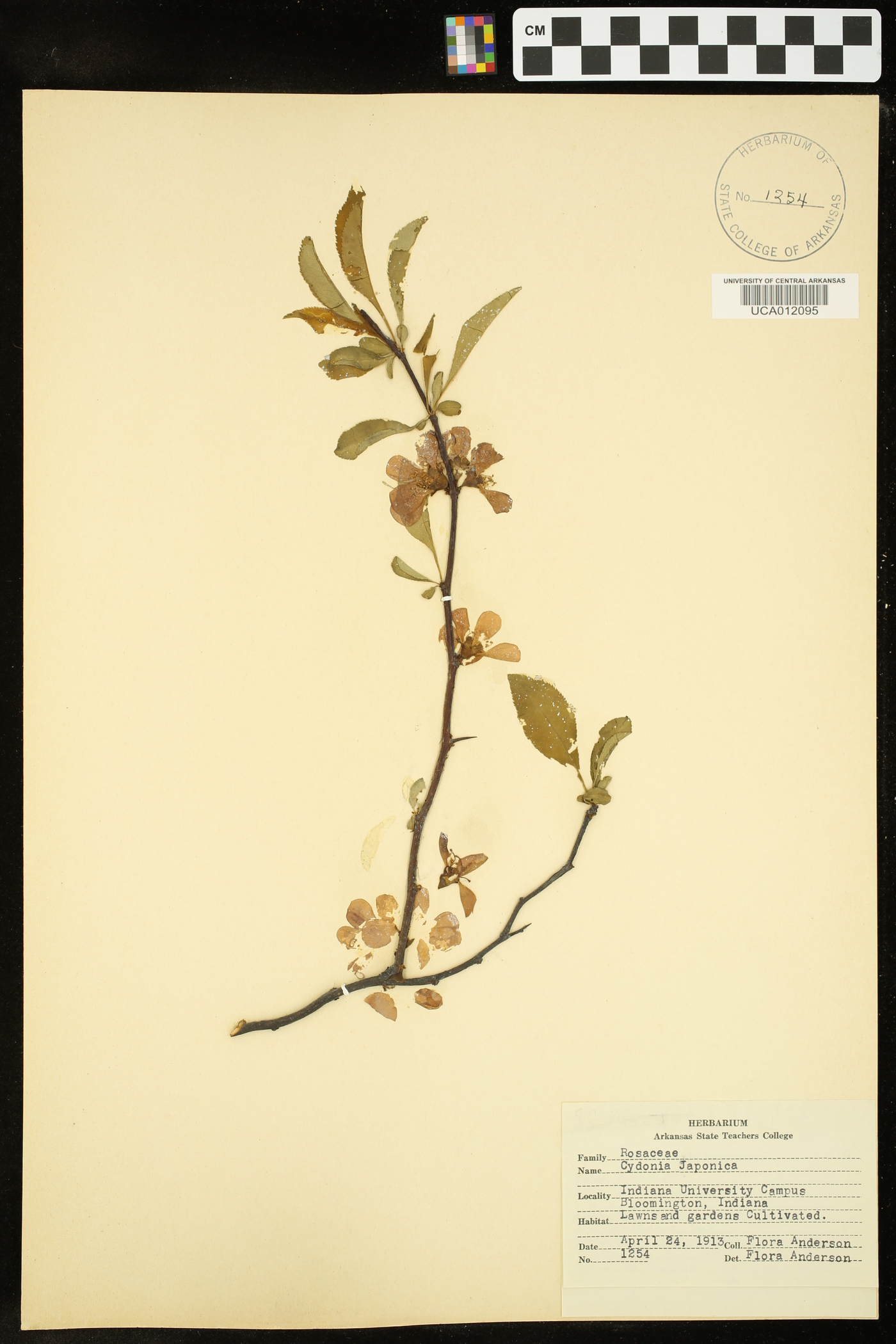 Cydonia japonica image