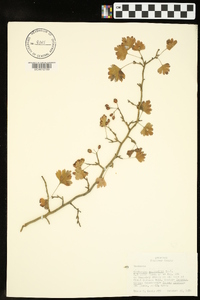 Crataegus marshallii image