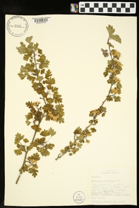 Crataegus marshallii image