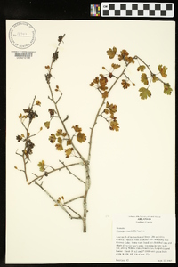 Crataegus marshallii image