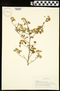 Crataegus marshallii image