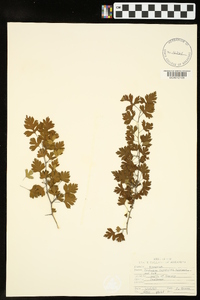 Crataegus marshallii image