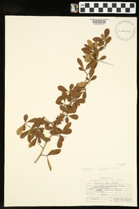 Crataegus uniflora image