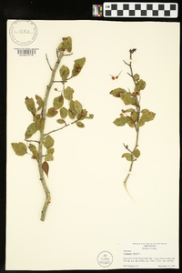 Crataegus viridis image