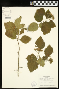 Crataegus calpodendron image