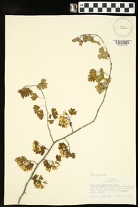 Crataegus marshallii image