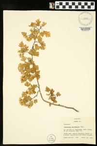 Crataegus marshallii image