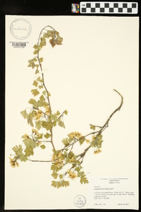 Crataegus marshallii image