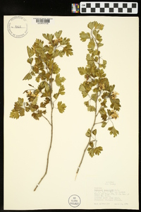 Crataegus marshallii image