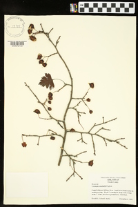 Crataegus marshallii image