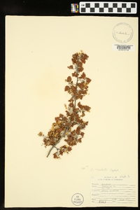 Crataegus marshallii image